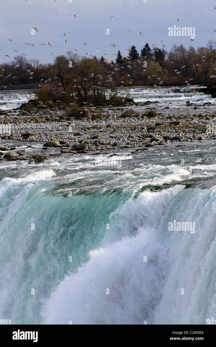 NIAGARA FALLS AND SEAGULLS NIAGRA CANADA 31 October 2010 Stock Photo ...