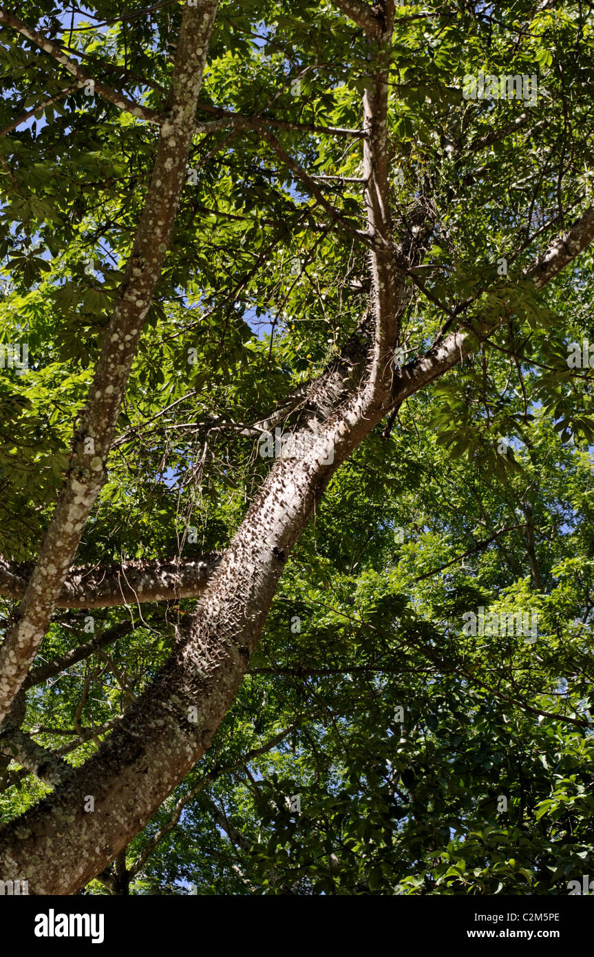 Branches of a very tall tree found in Palenque, Chiapas, Mexico Stock Photo