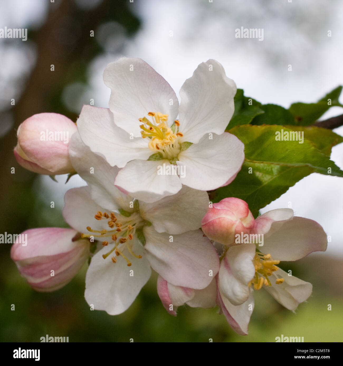White apple blossom Stock Photo