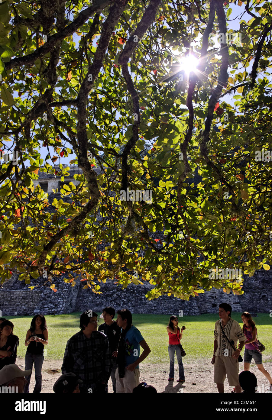 Tourists under a big tree at the archaeological site of Palenque Stock Photo