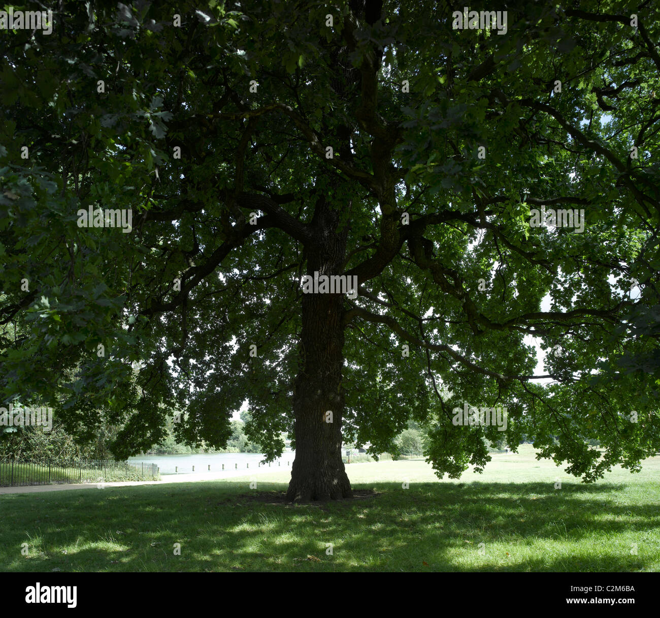 Large oak hi-res stock photography and images - Alamy