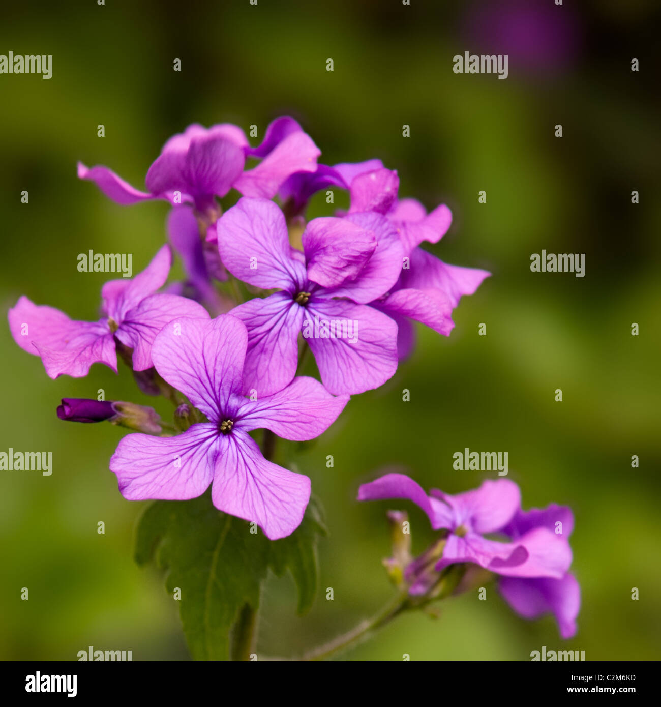 Purple Honesty flowers Stock Photo - Alamy