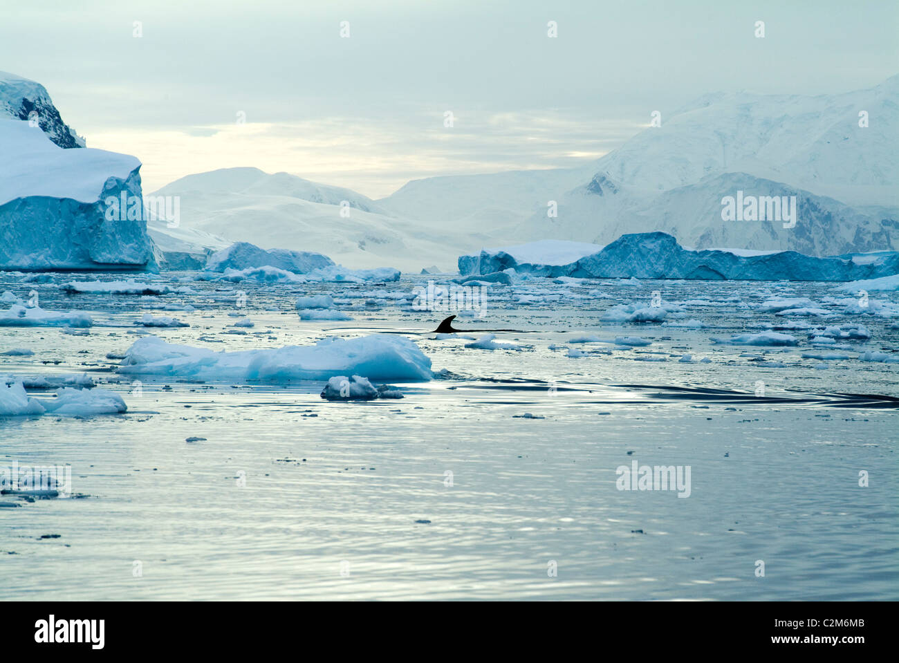 Whale, Neko Harbor, Antarctica Stock Photo - Alamy