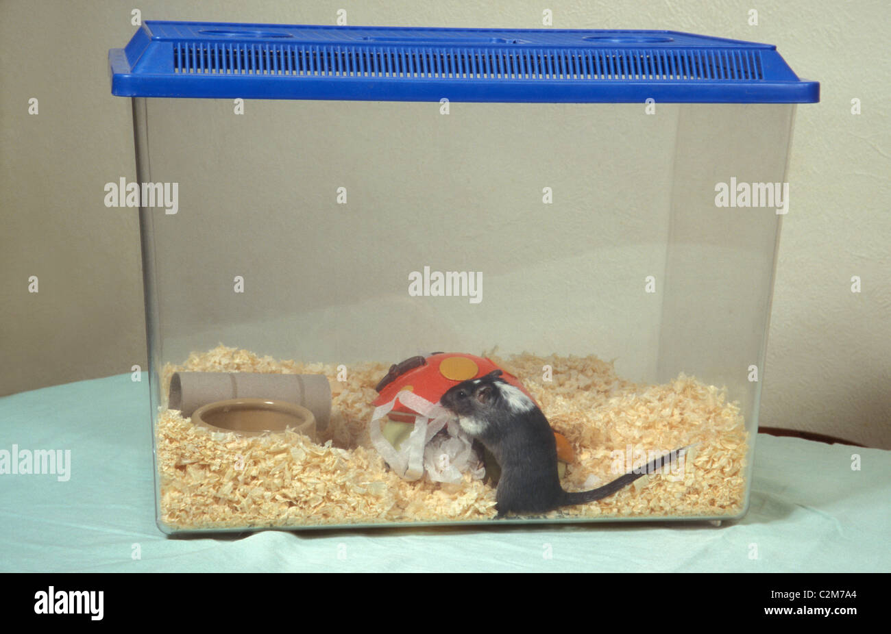 gerbil in tank Stock Photo Alamy