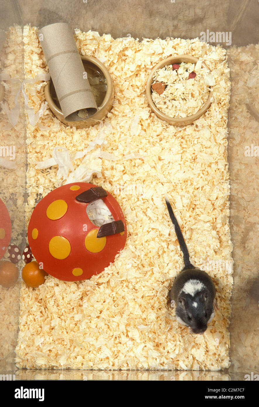 gerbil in tank Stock Photo Alamy