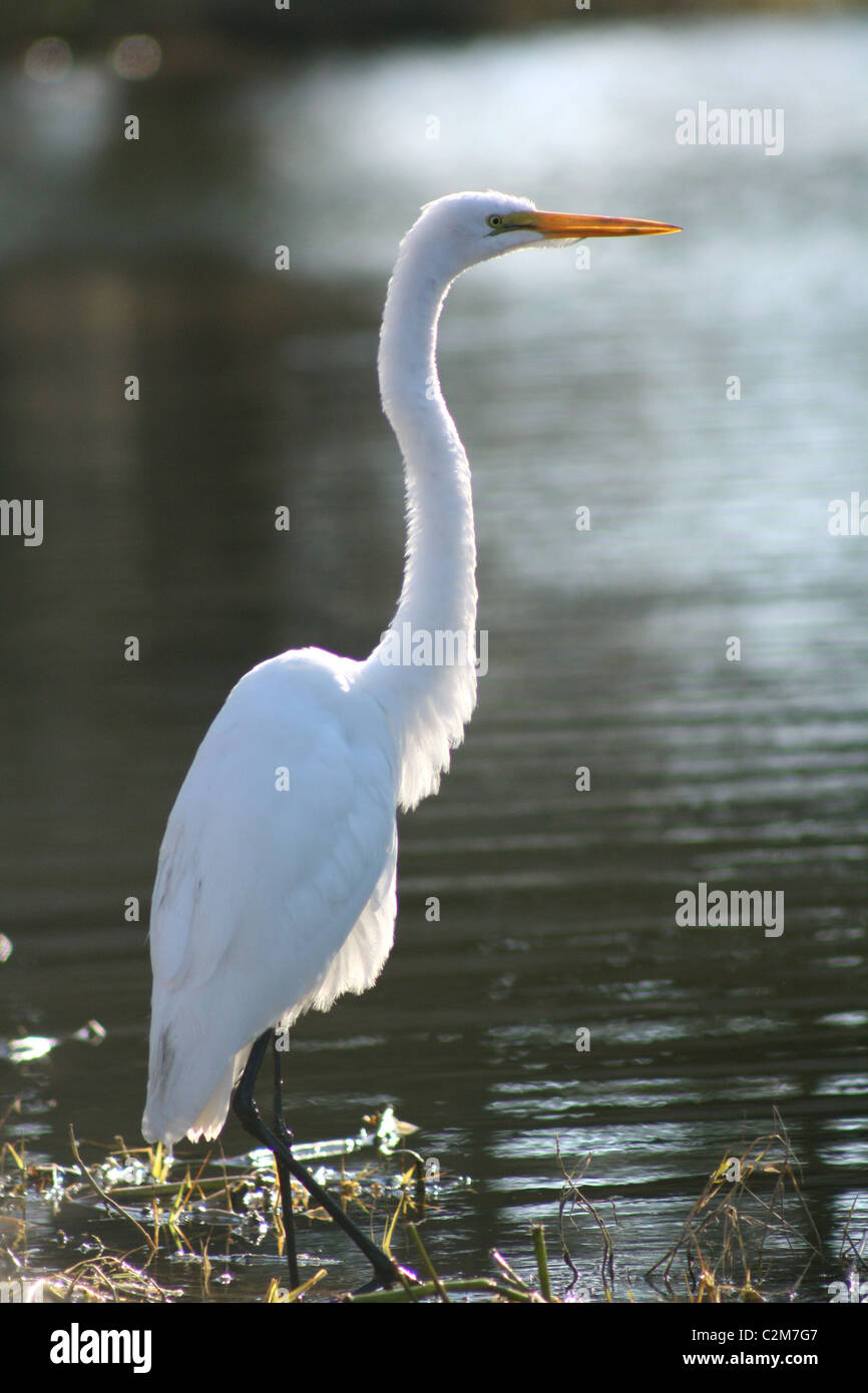 Great Egret With young on nest Louisiana Distinguished