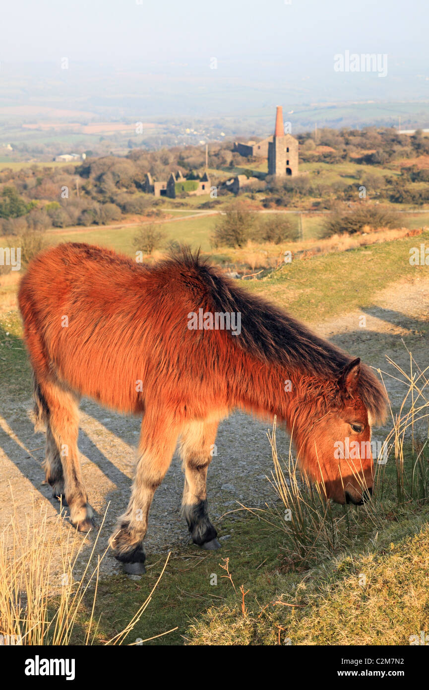 A Pony grazing on Bodmin Moor in Cornwall Stock Photo