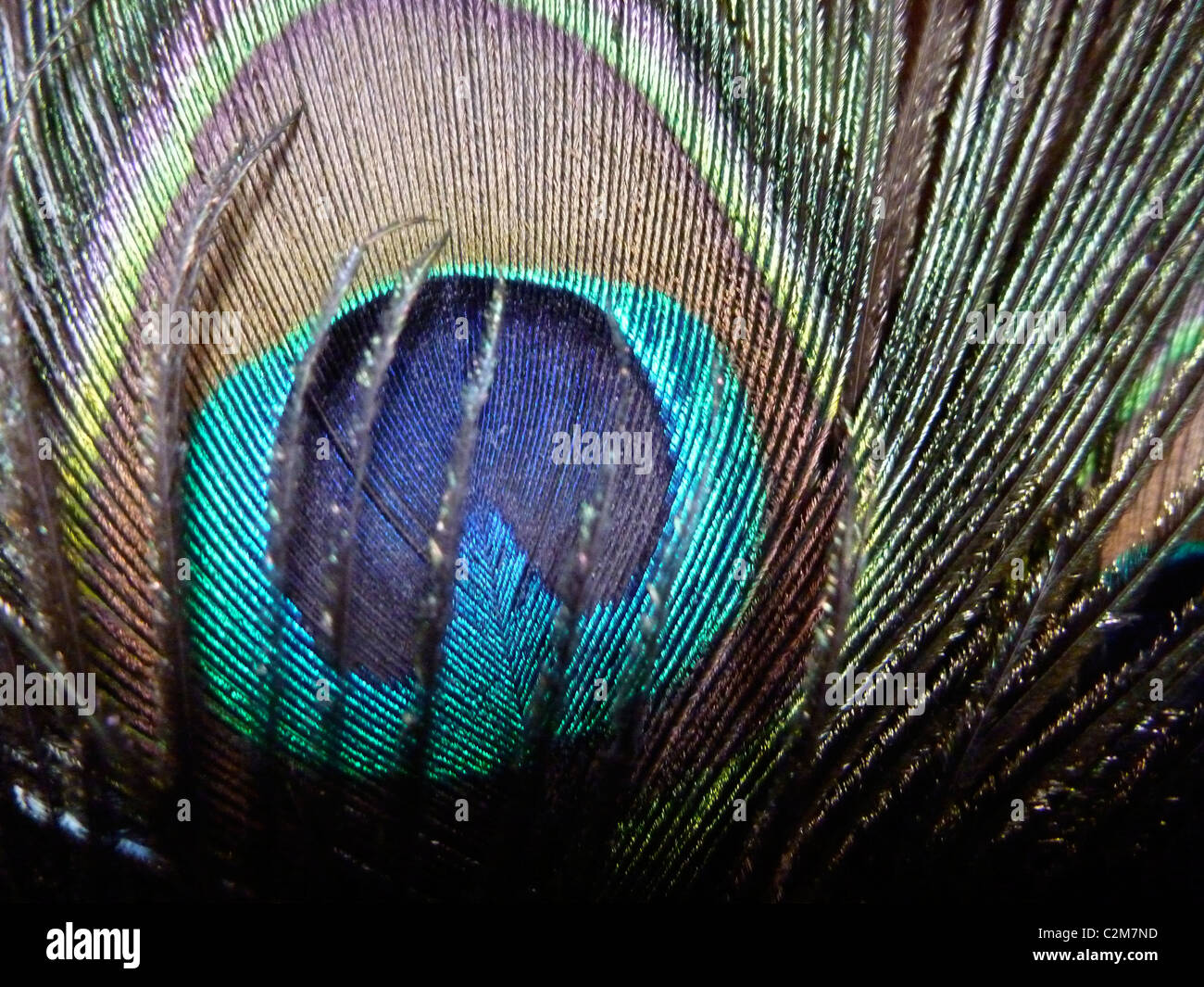 peacock feather Stock Photo