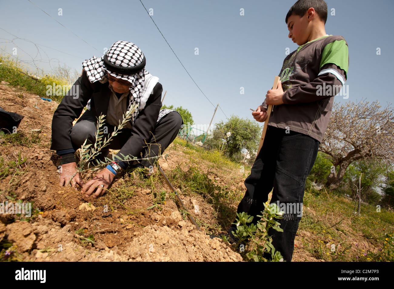 A Palestinian child stands next to a village elder planting an olive tree in observance of Land Day 2011. Stock Photo