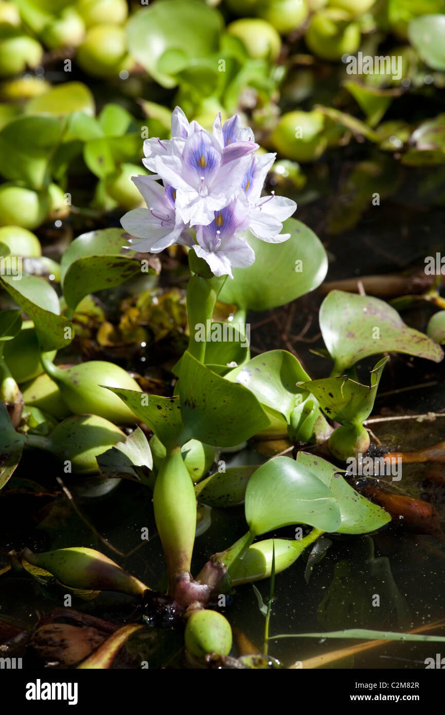 Flower of Water hyacinth Eichhornia crassipes iinvading Lake Naivasha Elsamere Rift Valley Kenya Stock Photo