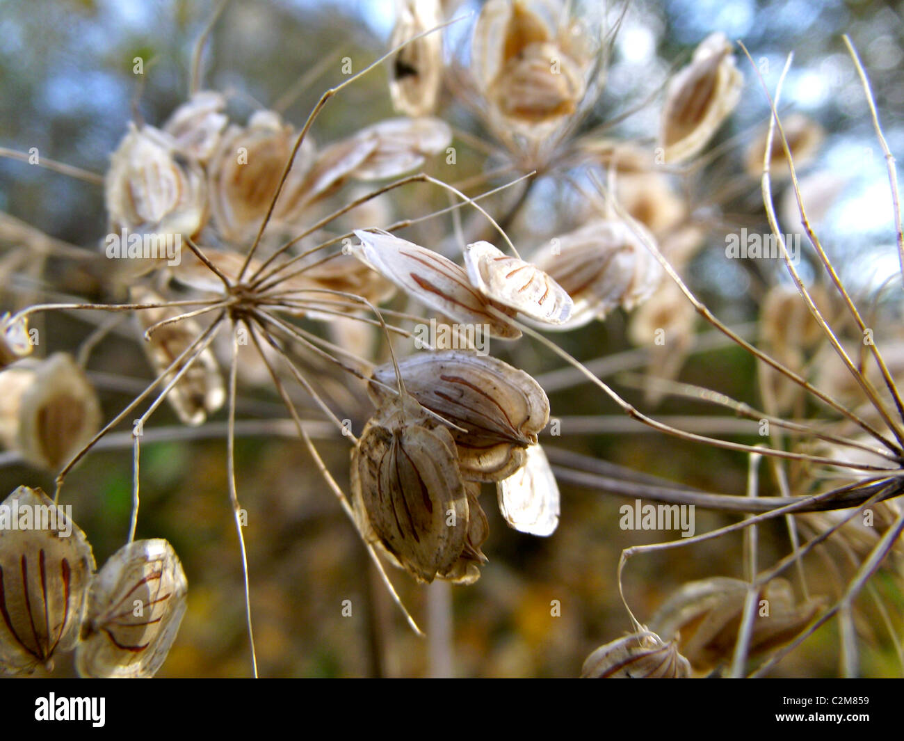 seed dispersing plant Stock Photo Alamy