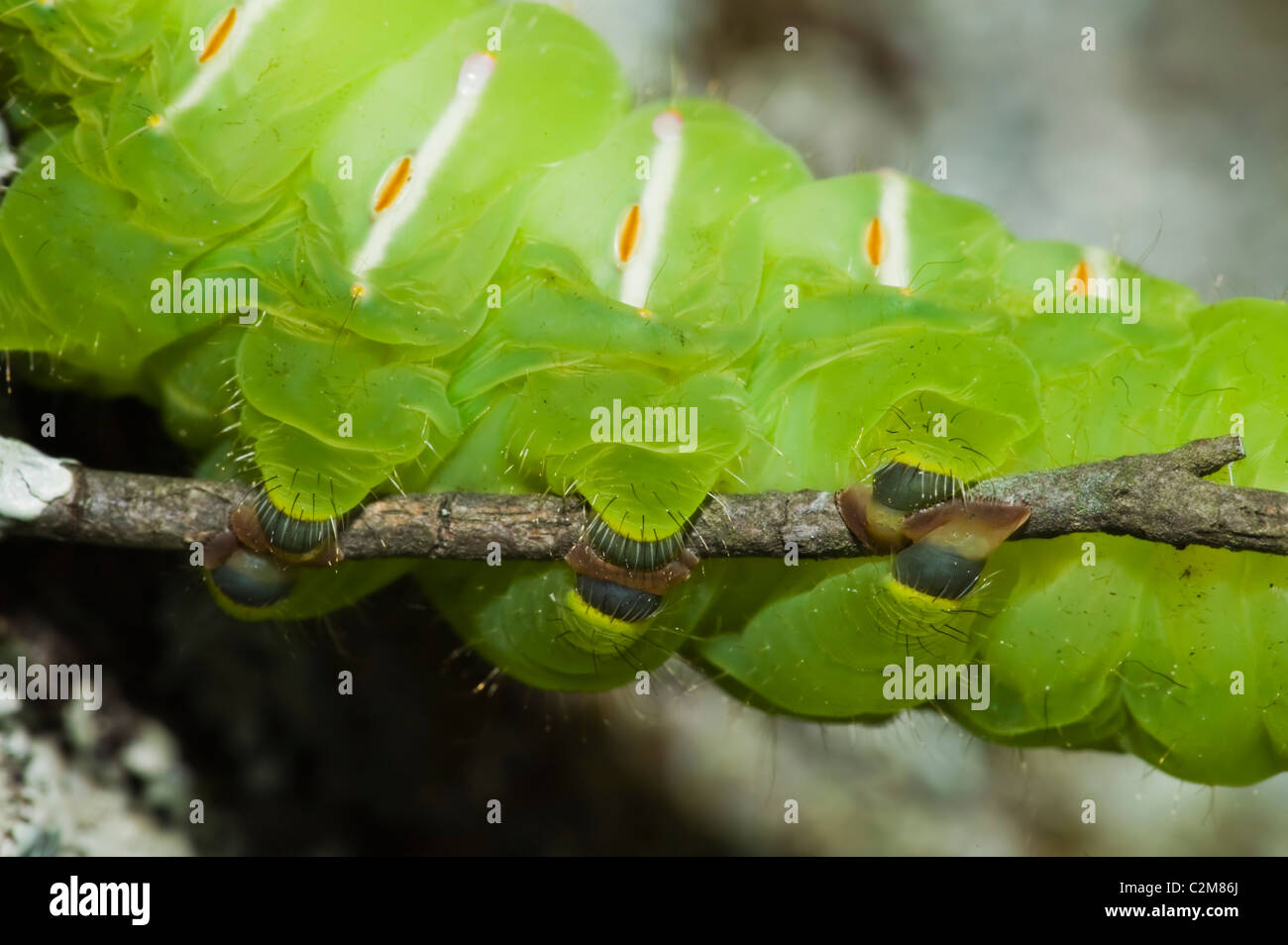 North Carolina, United States Of America; Polyphemus Moth Caterpillar