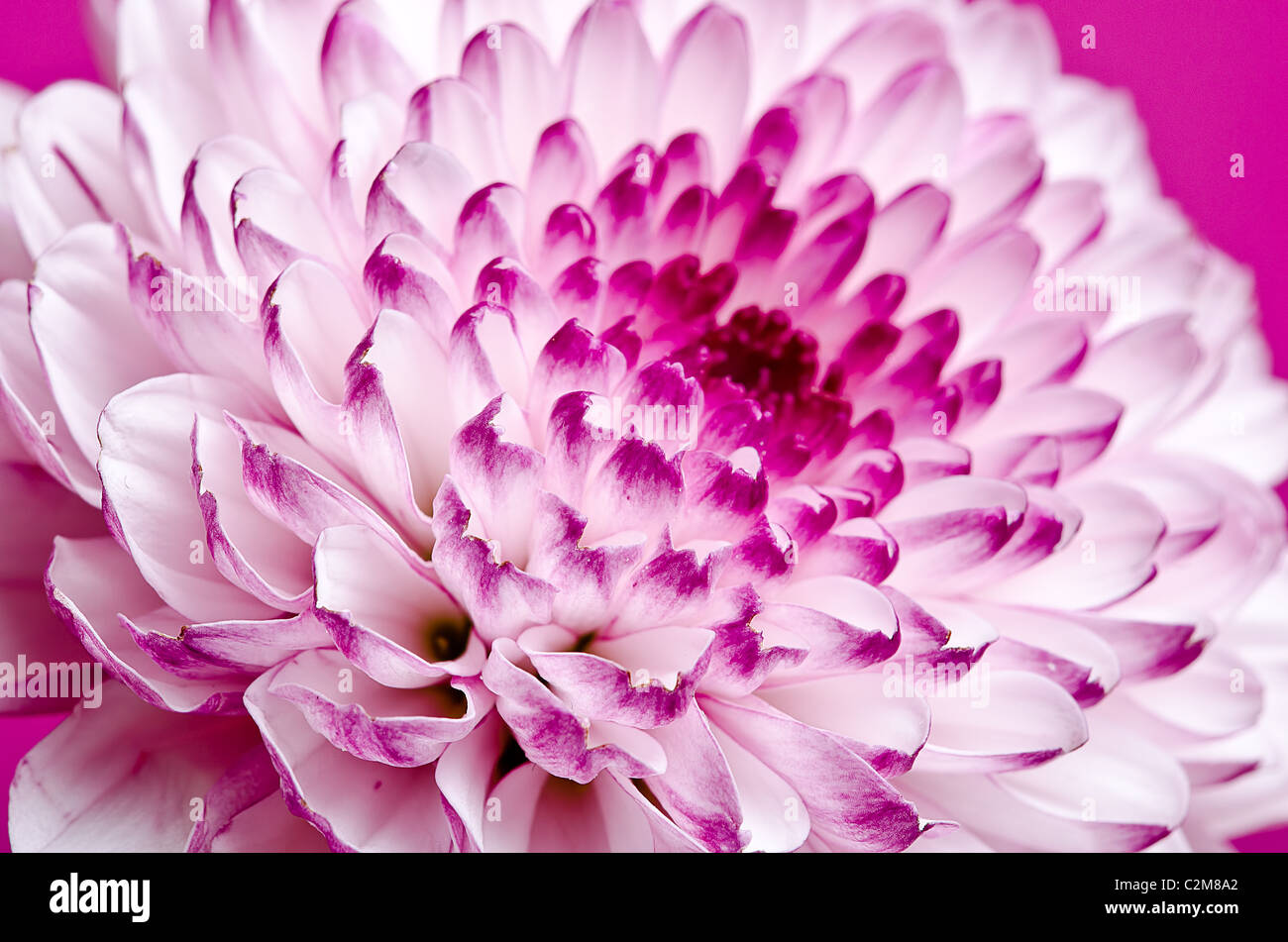 close up of a beautiful pink flower Stock Photo - Alamy