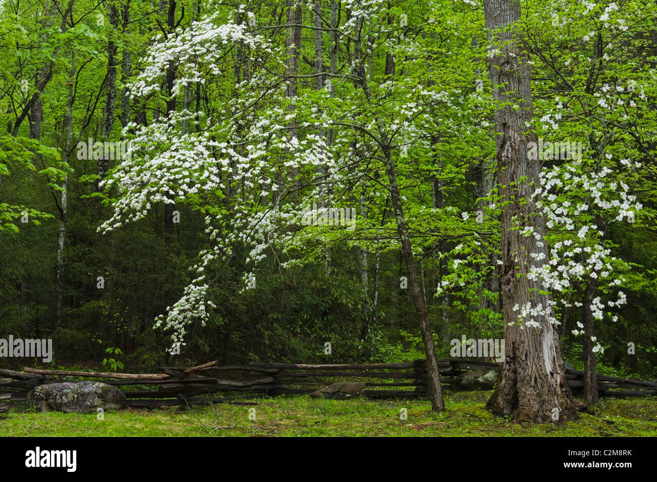 Flowering Dogwoods (Cornus Florida (L.) In The Forest With A Fence In The Great Smoky Mountains National Park; Tennessee, USA Stock Photo