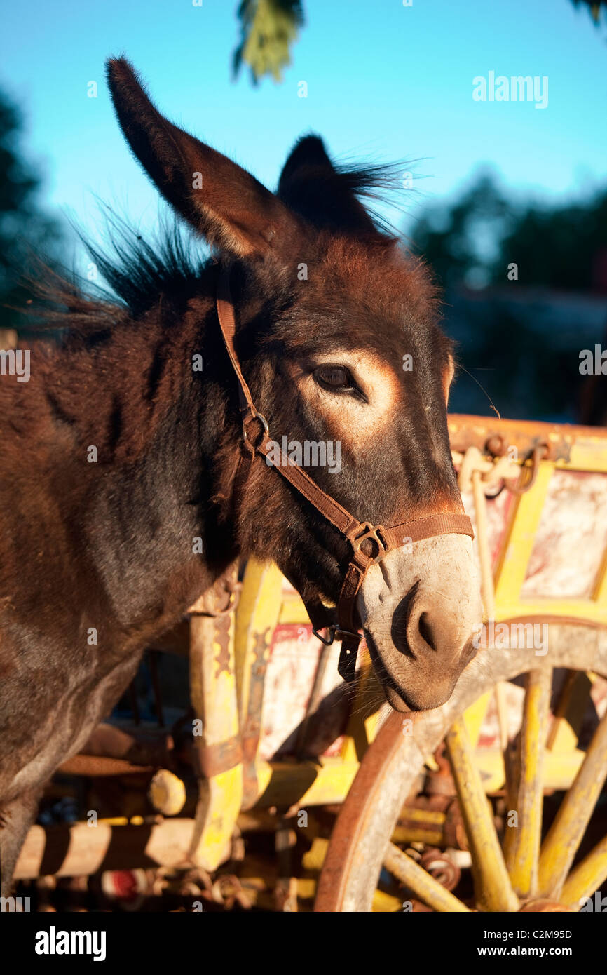 A donkey in the island of Brac (Croatia). Stock Photo