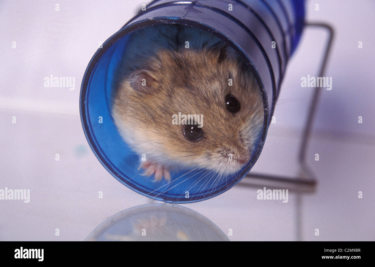 Domestic Hamster, adult, playing with toy Stock Photo - Alamy