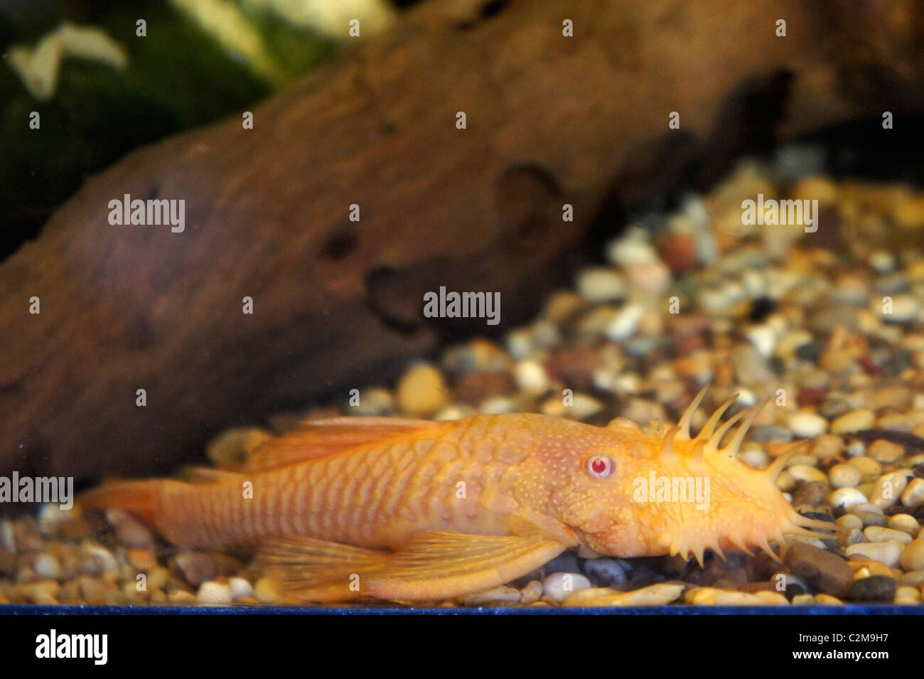 Albino Bristlenose Catfish, Tropical Fish, part of the Ancistrus family, algae eater, origin - South America Stock Photo