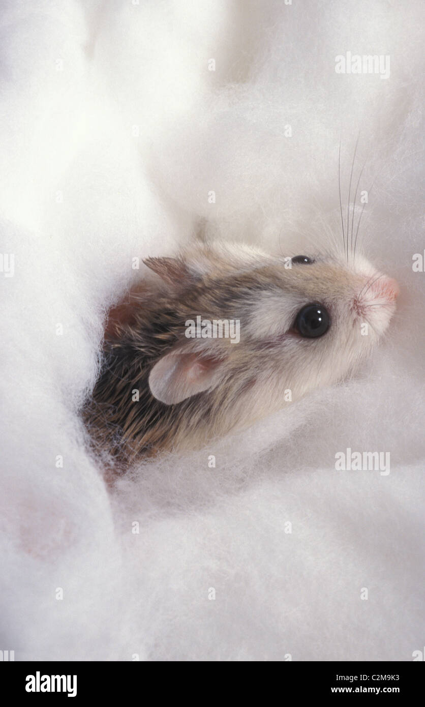 Pet bedding hamster hires stock photography and images Alamy