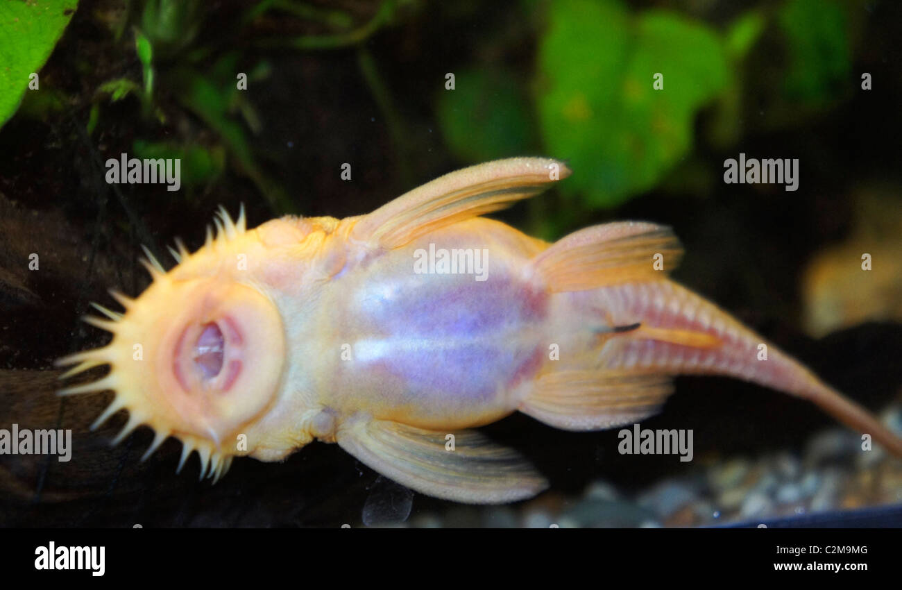 Albino Bristlenose Catfish, Tropical Fish, under belly view, part of the Ancistrus family, algae eater, origin - South America Stock Photo