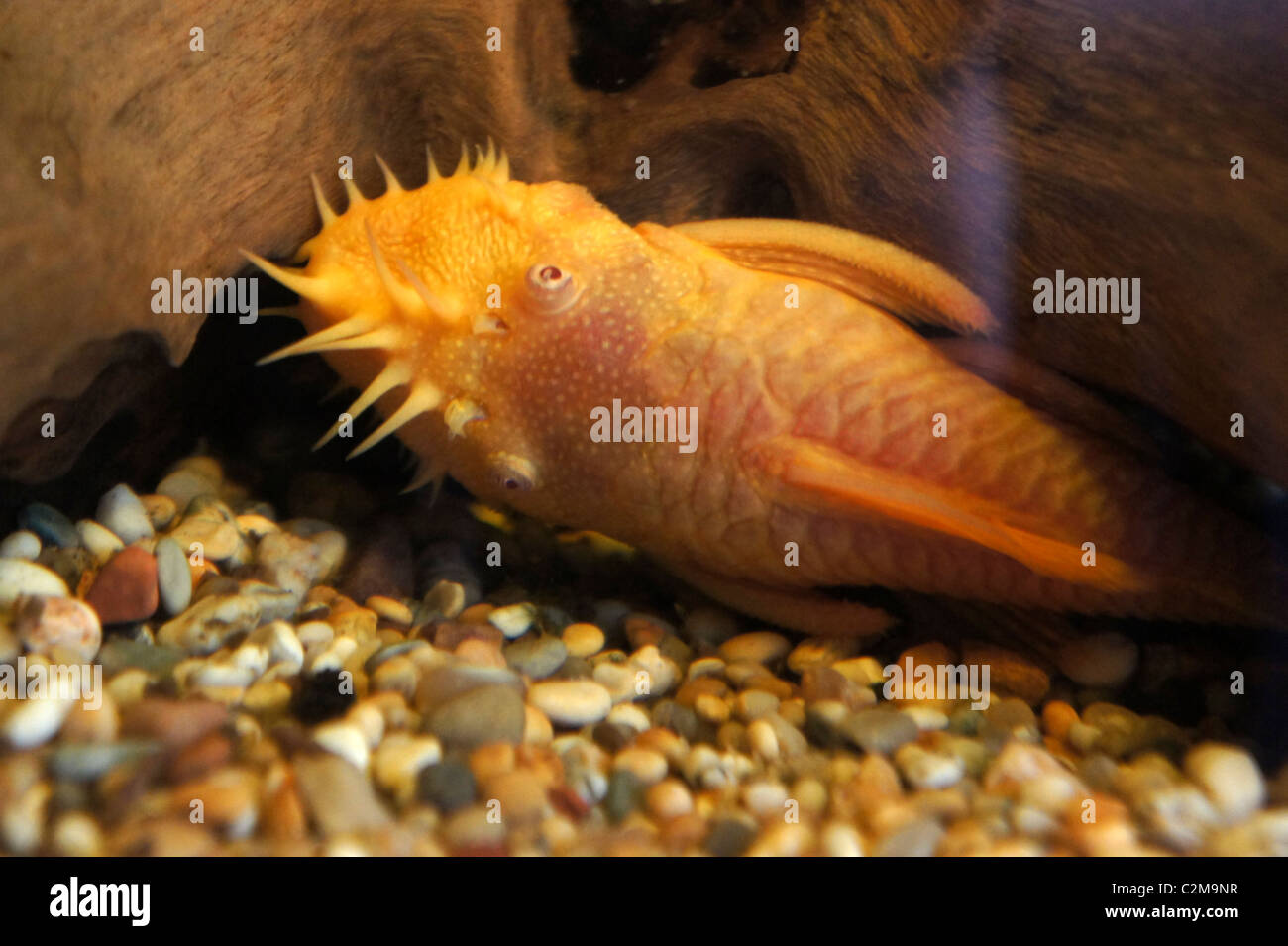 Albino Bristlenose Catfish, Tropical Fish, part of the Ancistrus family Stock Photo