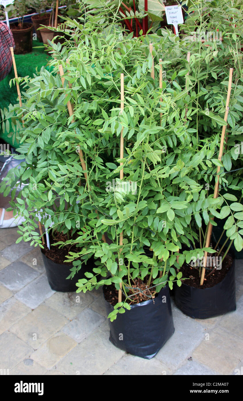 Liquorice plant hires stock photography and images Alamy