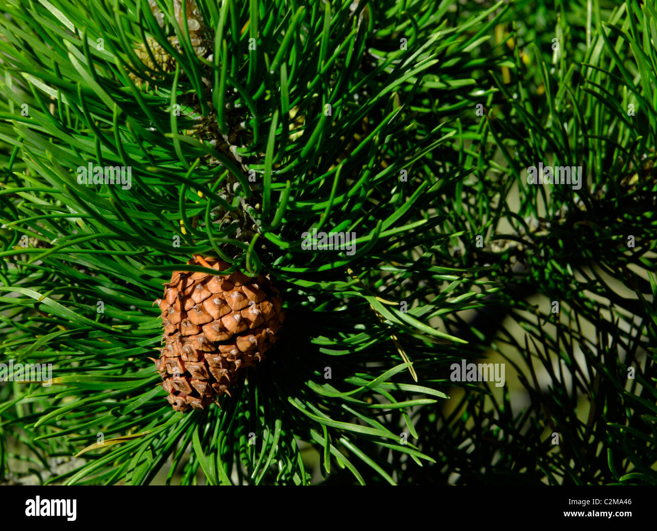 Pinecone On Branch Stock Photo