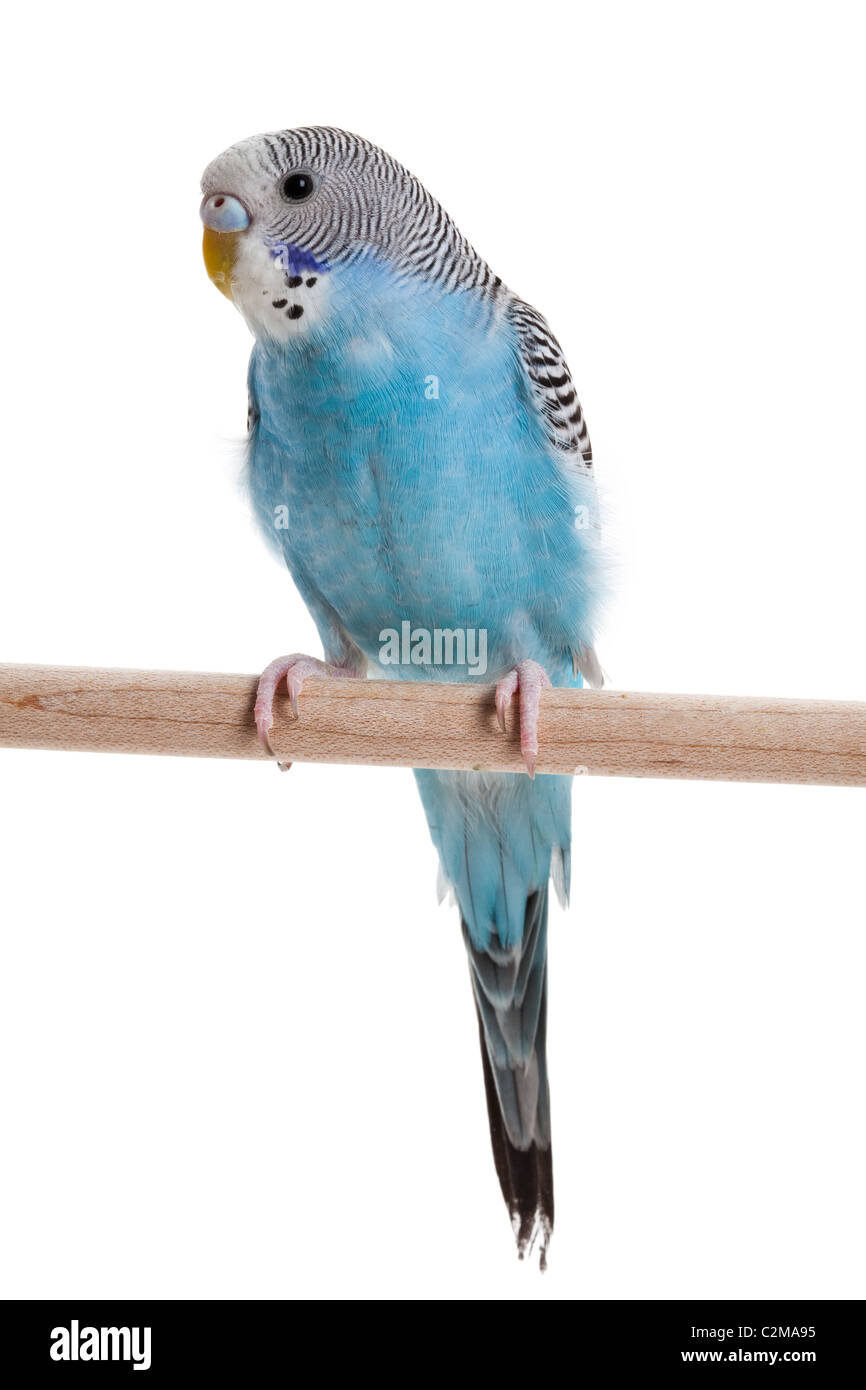 blue budgie close up shot Stock Photo