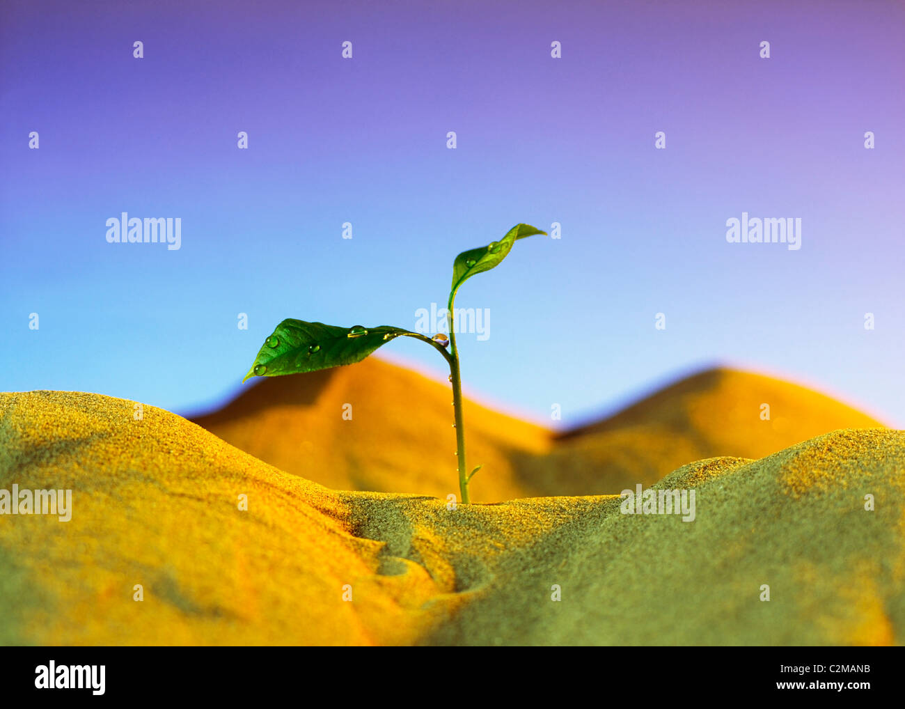 Agriculture seedling hi-res stock photography and images - Alamy