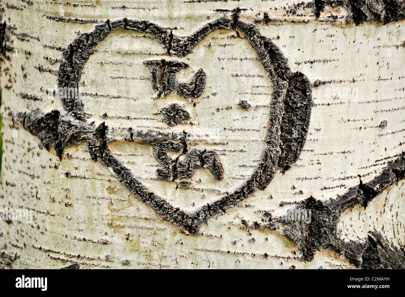 Heart and initials carved into tree trunk Stock Photo