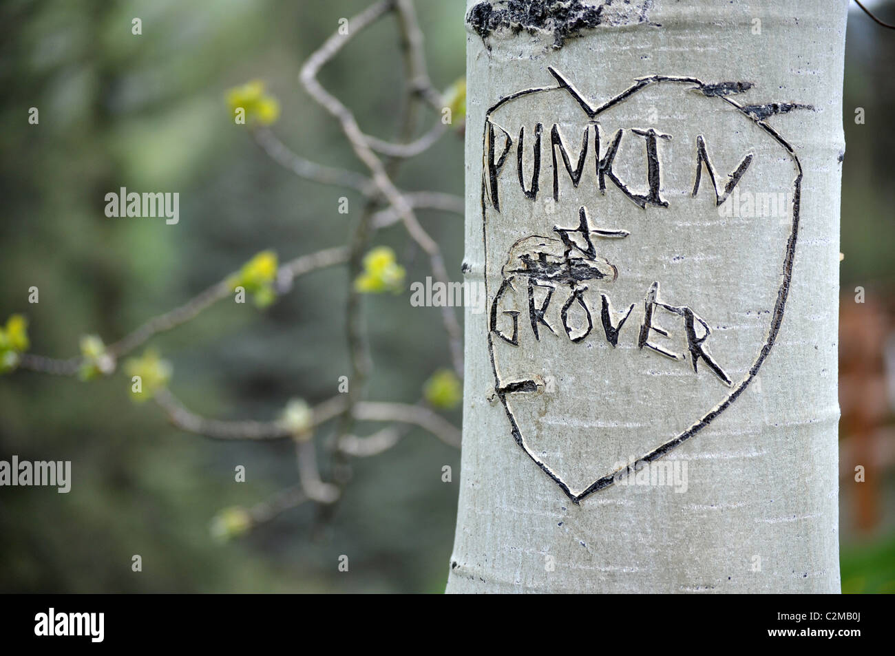 Heart and initials carved into tree trunk Stock Photo