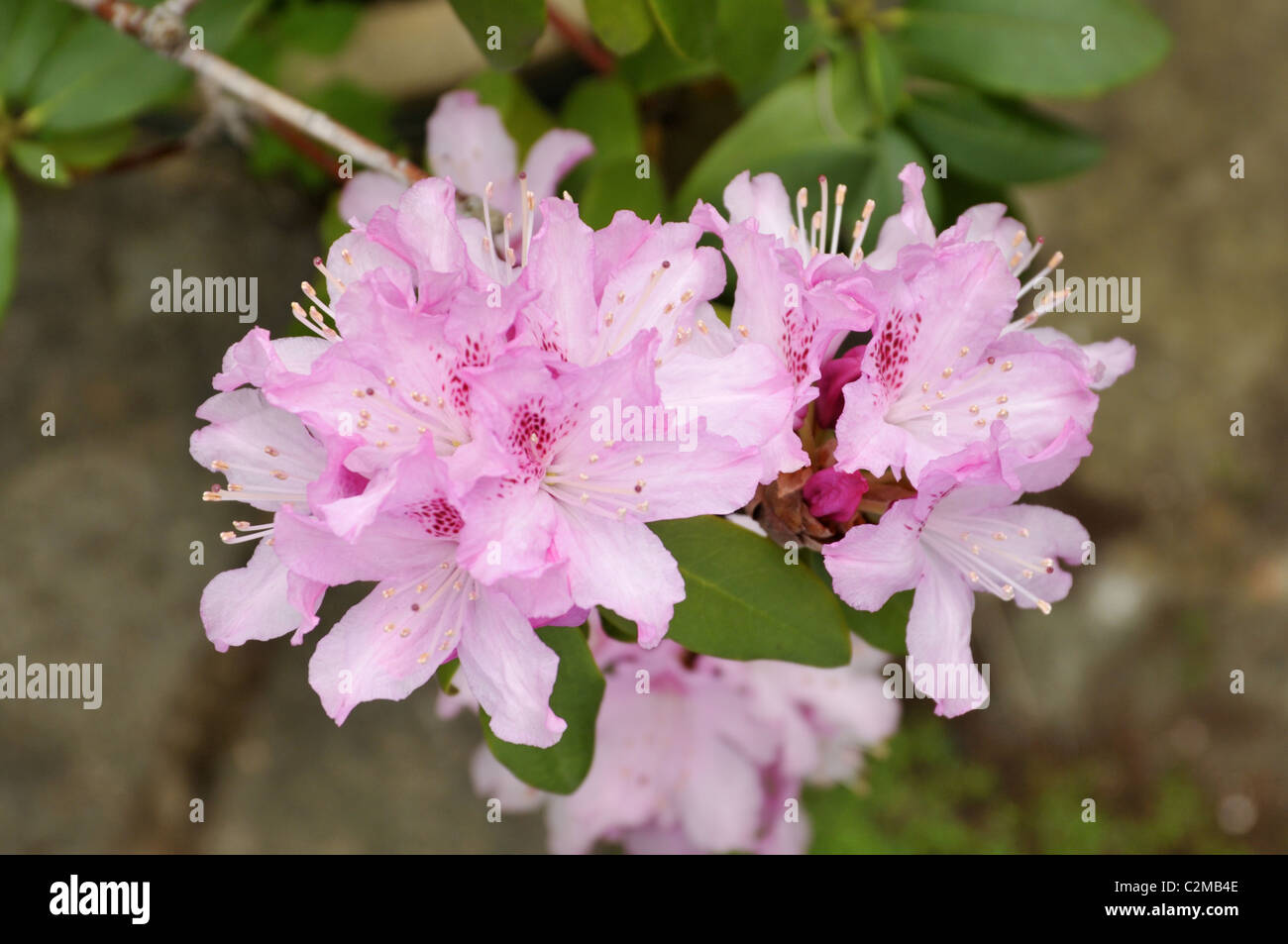 Rhododendron in bloom. Stock Photo