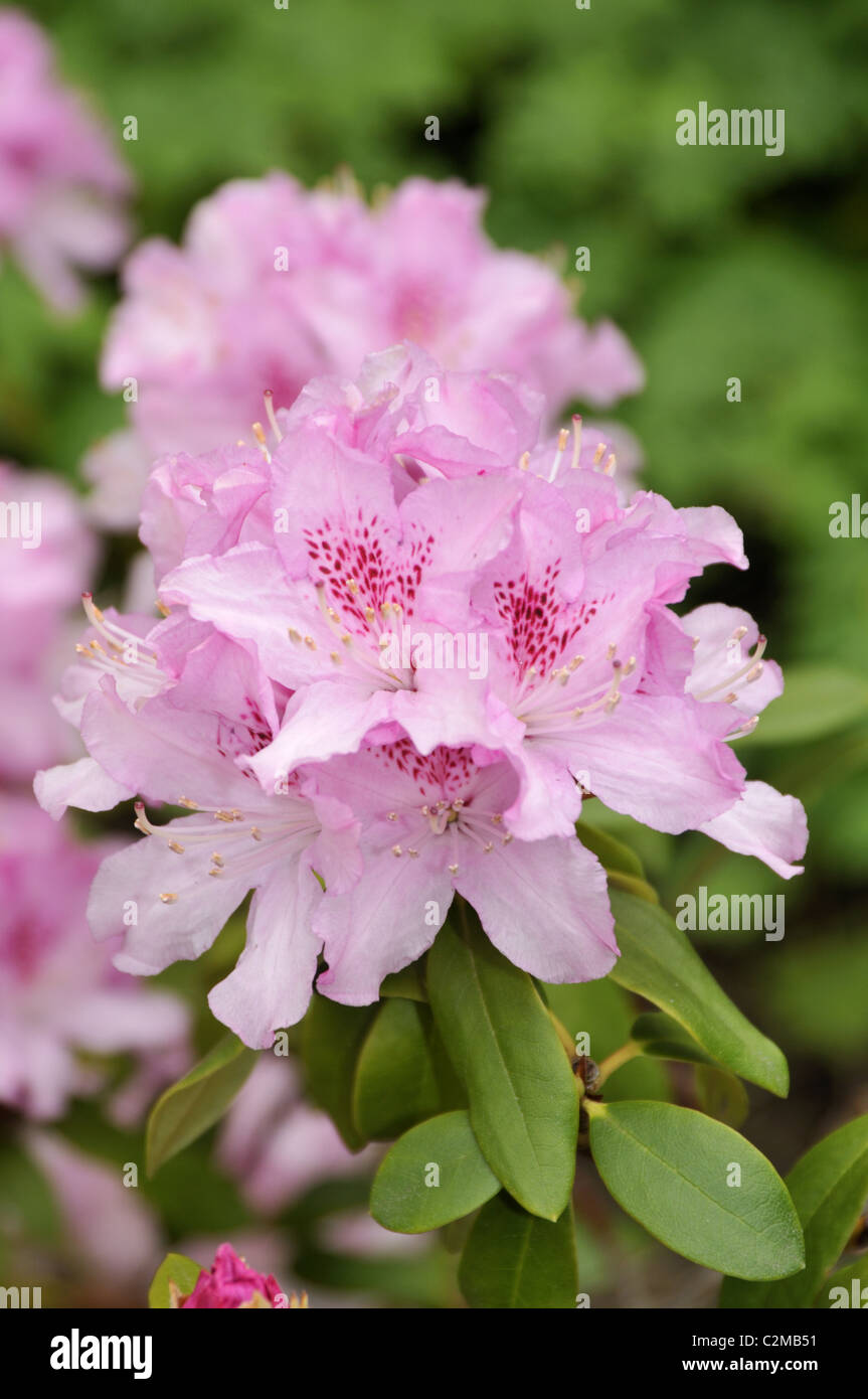 Rhododendron in bloom. Stock Photo
