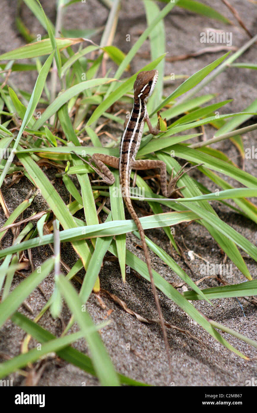 WHIPTAIL LIZARD TORTUGUERO NATIONAL PARK COSTA RICA 08 February 2011
