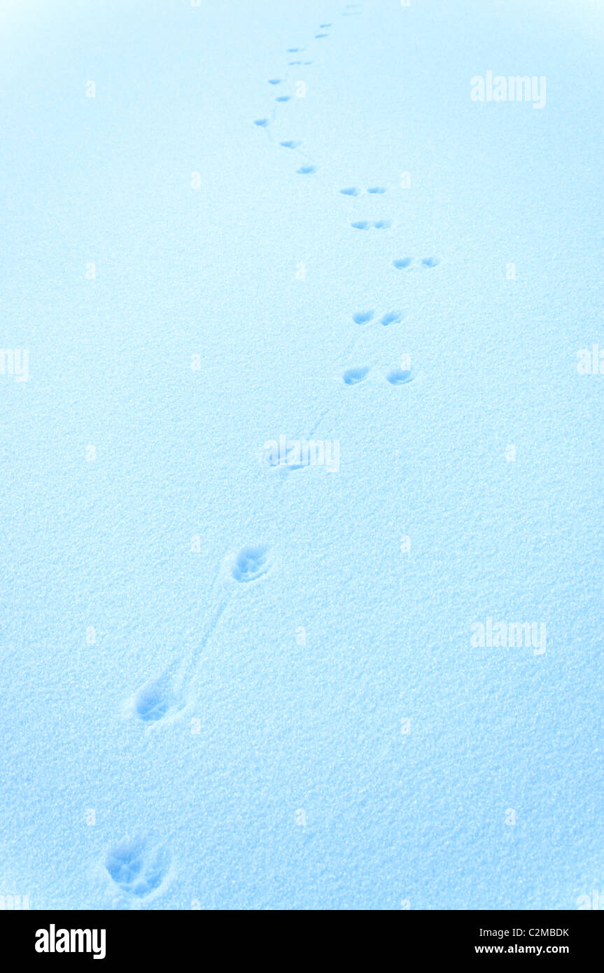 Fox Footprints High Resolution Stock Photography and Images - Alamy