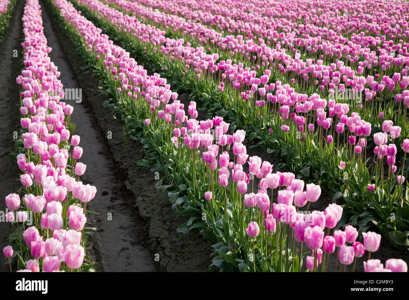 pink tulips in farm field for background Stock Photo - Alamy