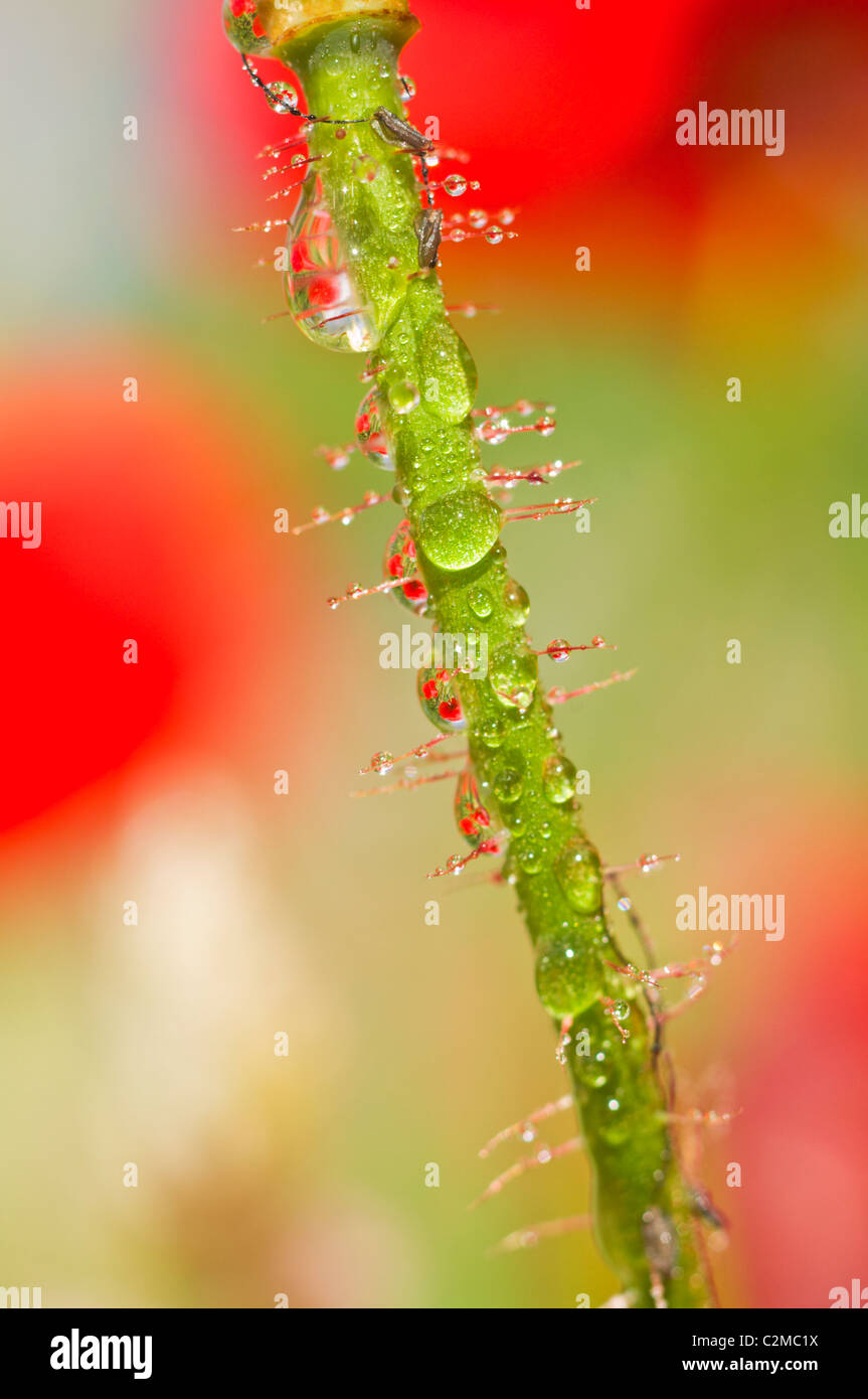 Dew Drops On Flower Stem Stock Photo