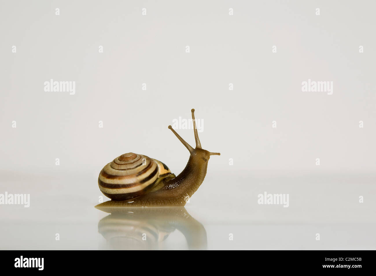 Garden Snail Stock Photo