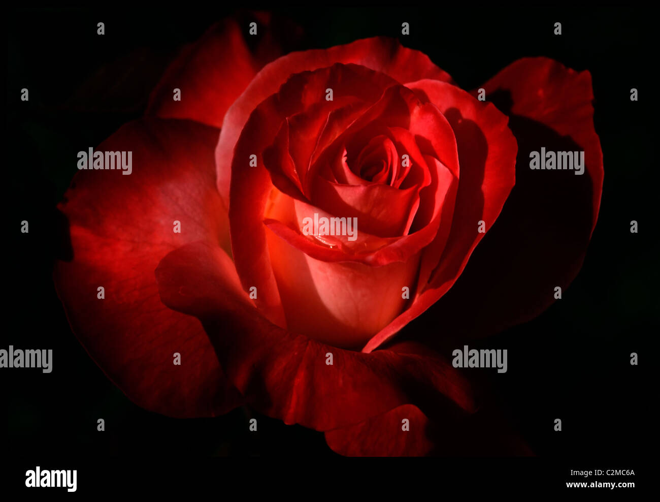 Dark Red Rose Stock Photo Alamy