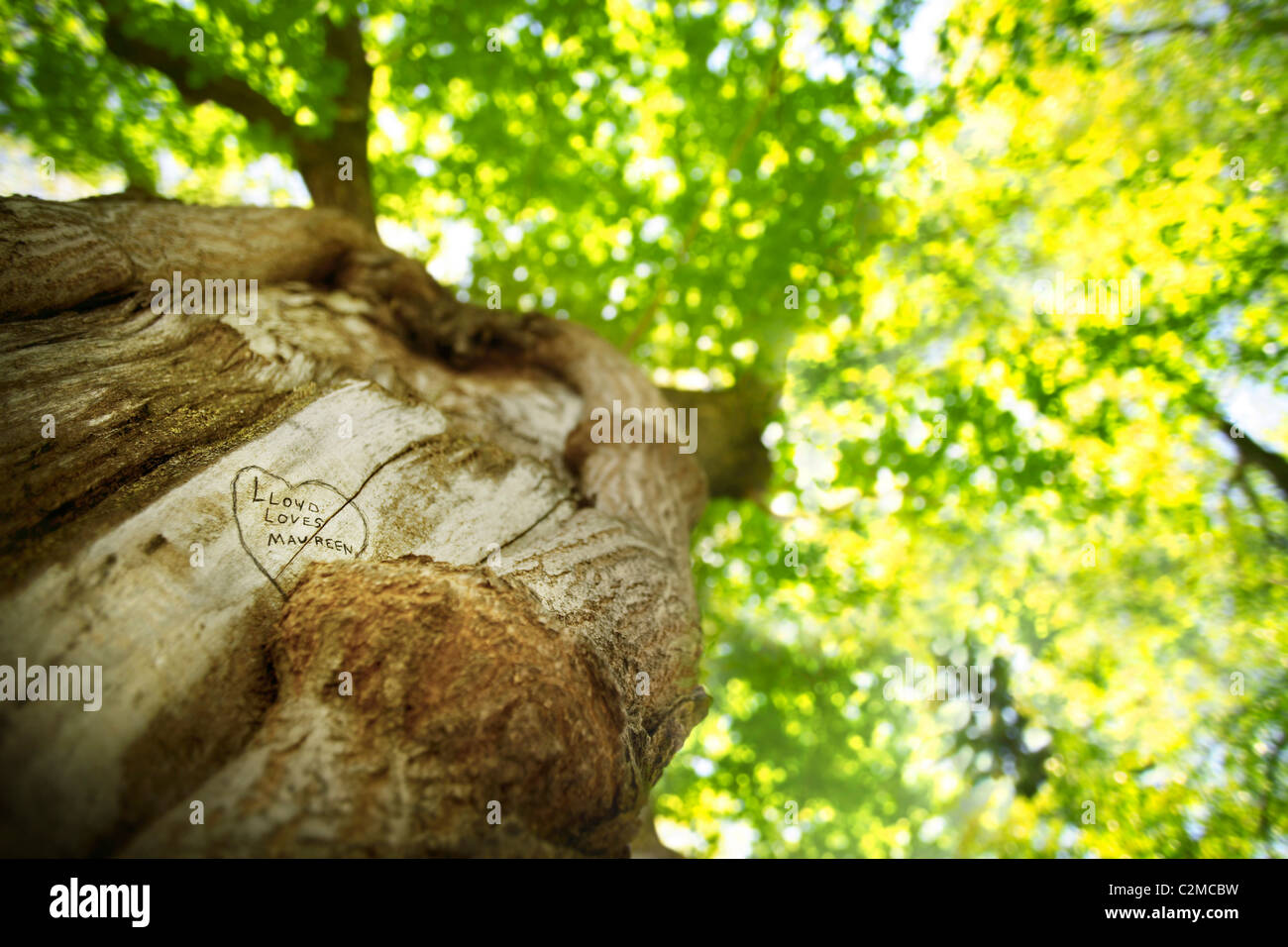 Engraved Tree Stock Photo - Alamy