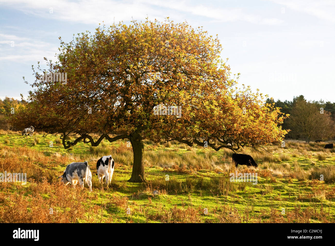 Using Trees With Cows Cows Grazing Under A Tree Stock Photo - Alamy