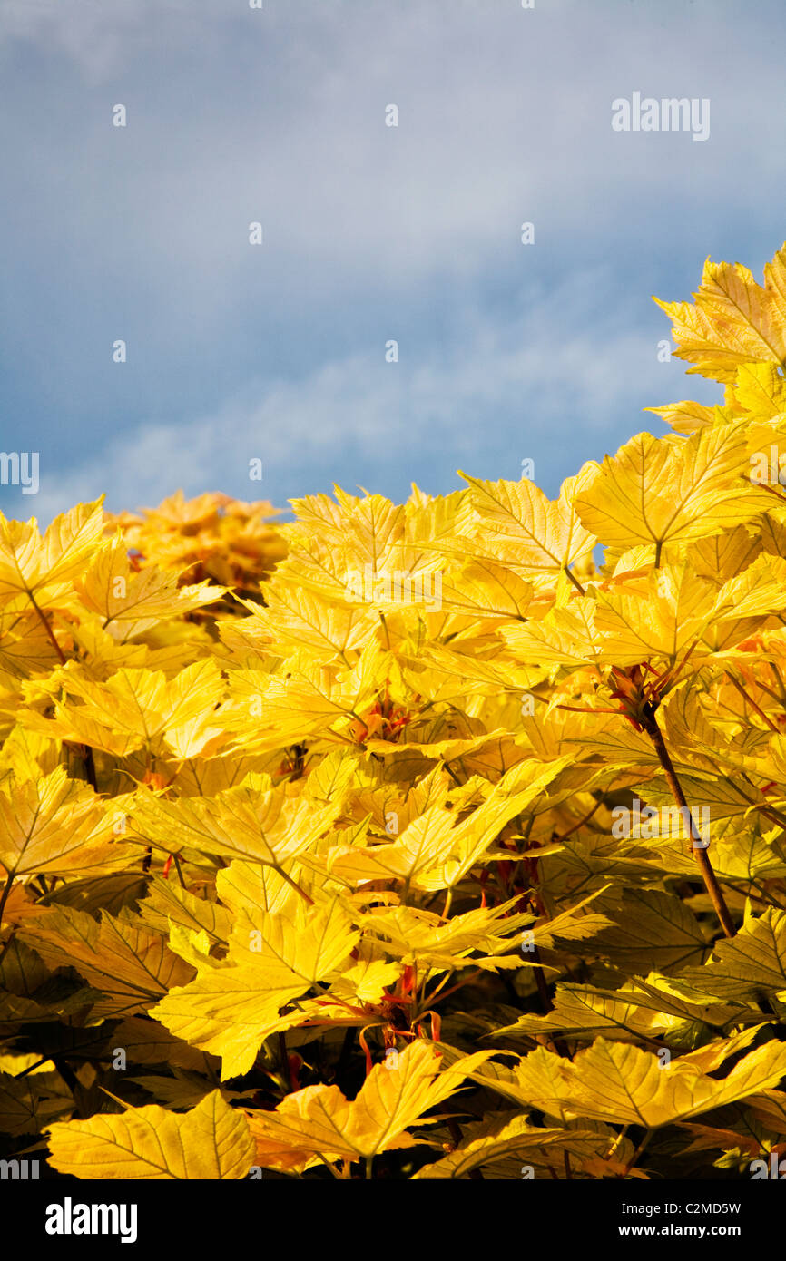 John Maples High Resolution Stock Photography and Images - Alamy