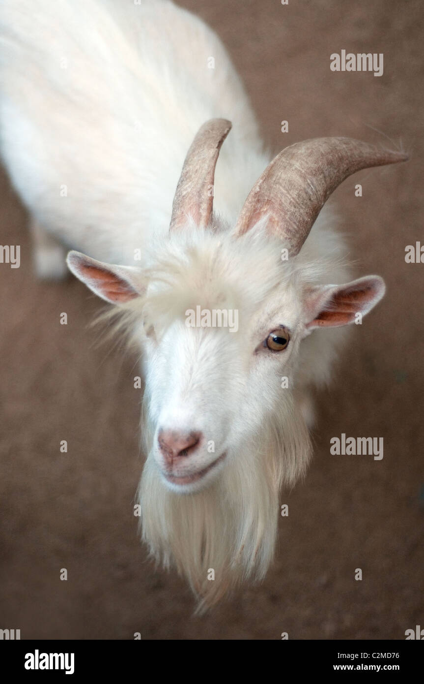 A close-up portrait of a domestic white goat, taken at a wildlife area in Greenwood, Louisiana. Stock Photo
