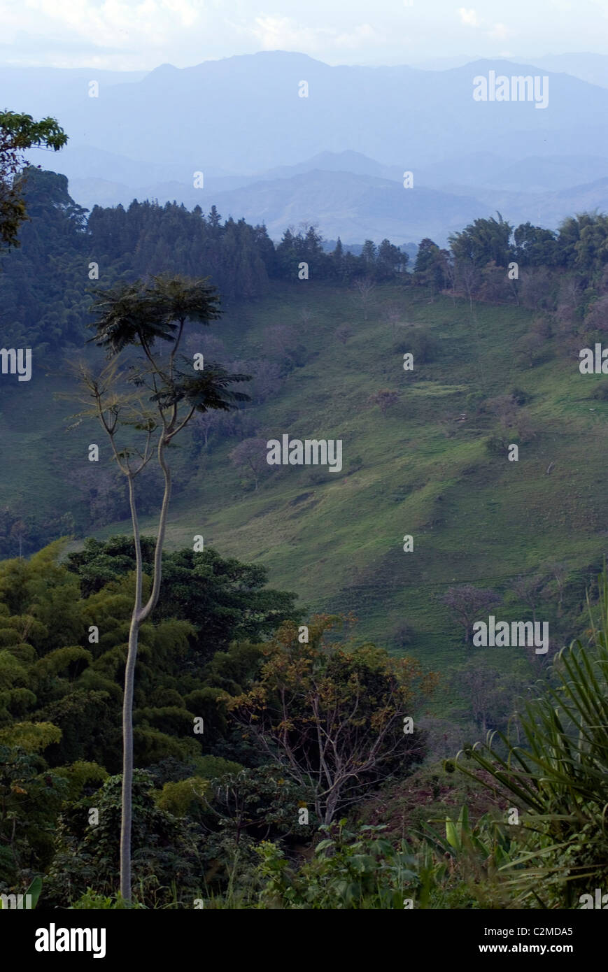 View in the coffee-growing region, near Manizales, Colombia Stock Photo