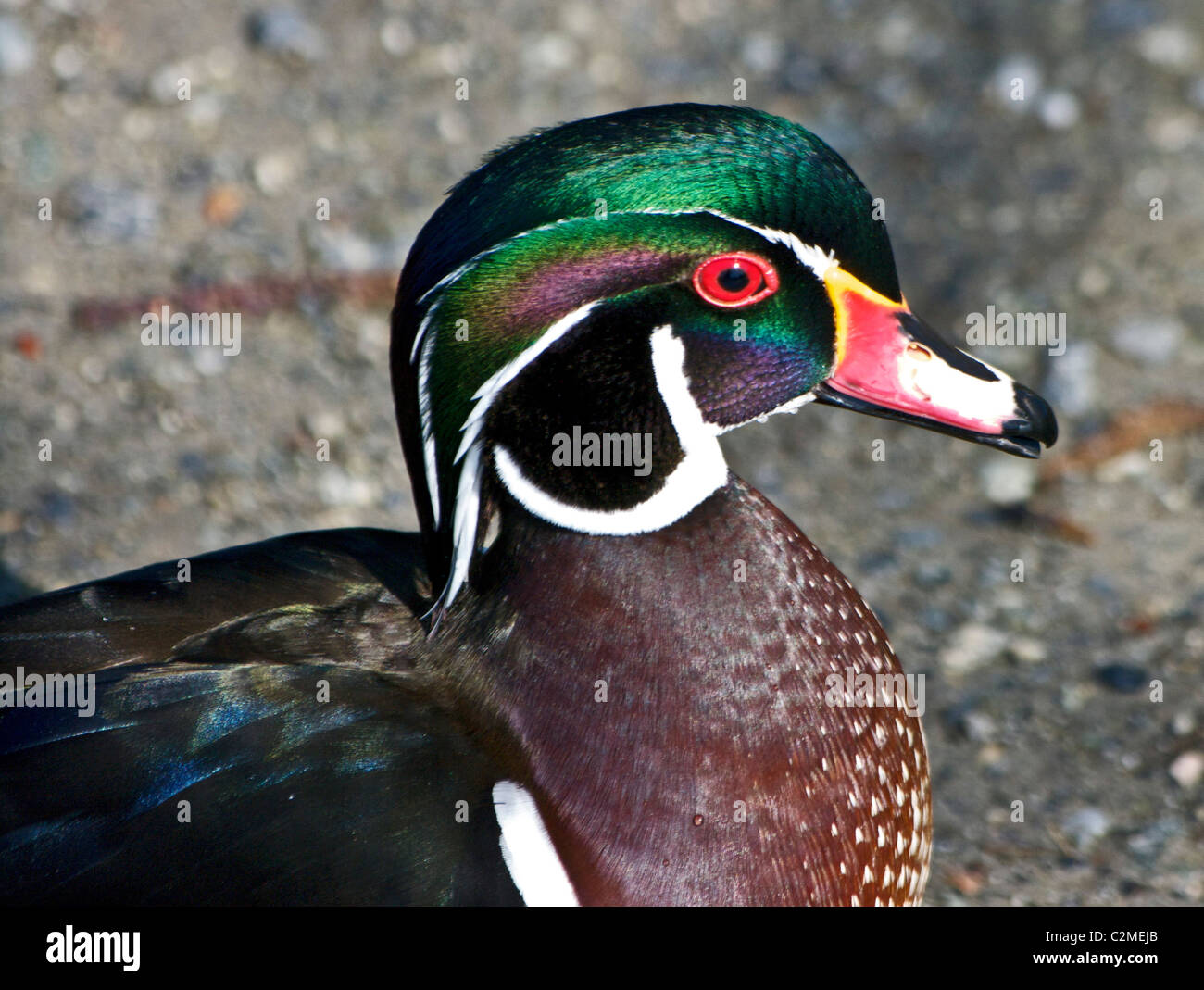 wood duck, Aix sponsa Stock Photo