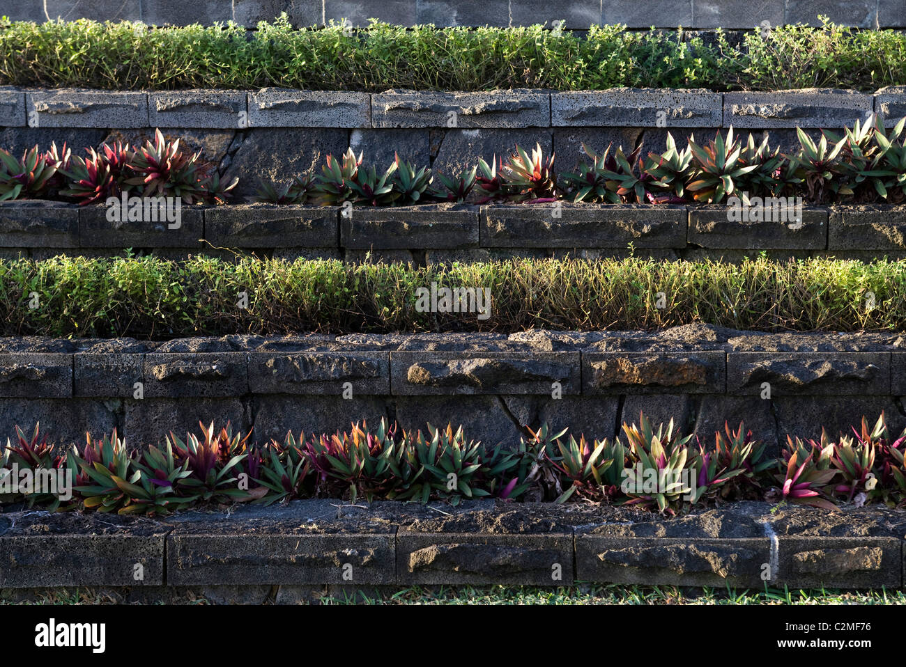 Horizontal stepped planting in sub-tropical gardens Stock Photo