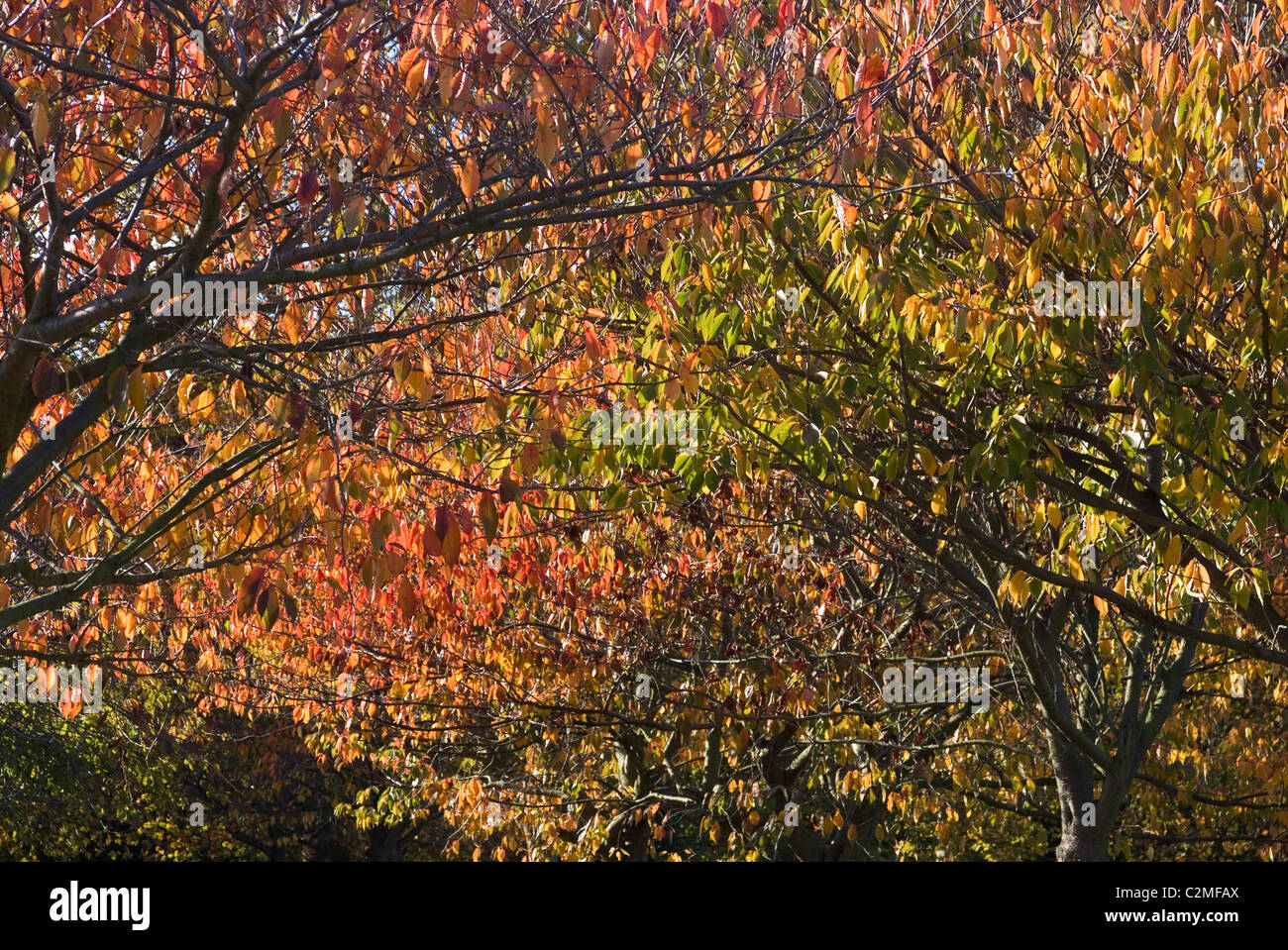 Autumn leaves in Battersea Park. Stock Photo