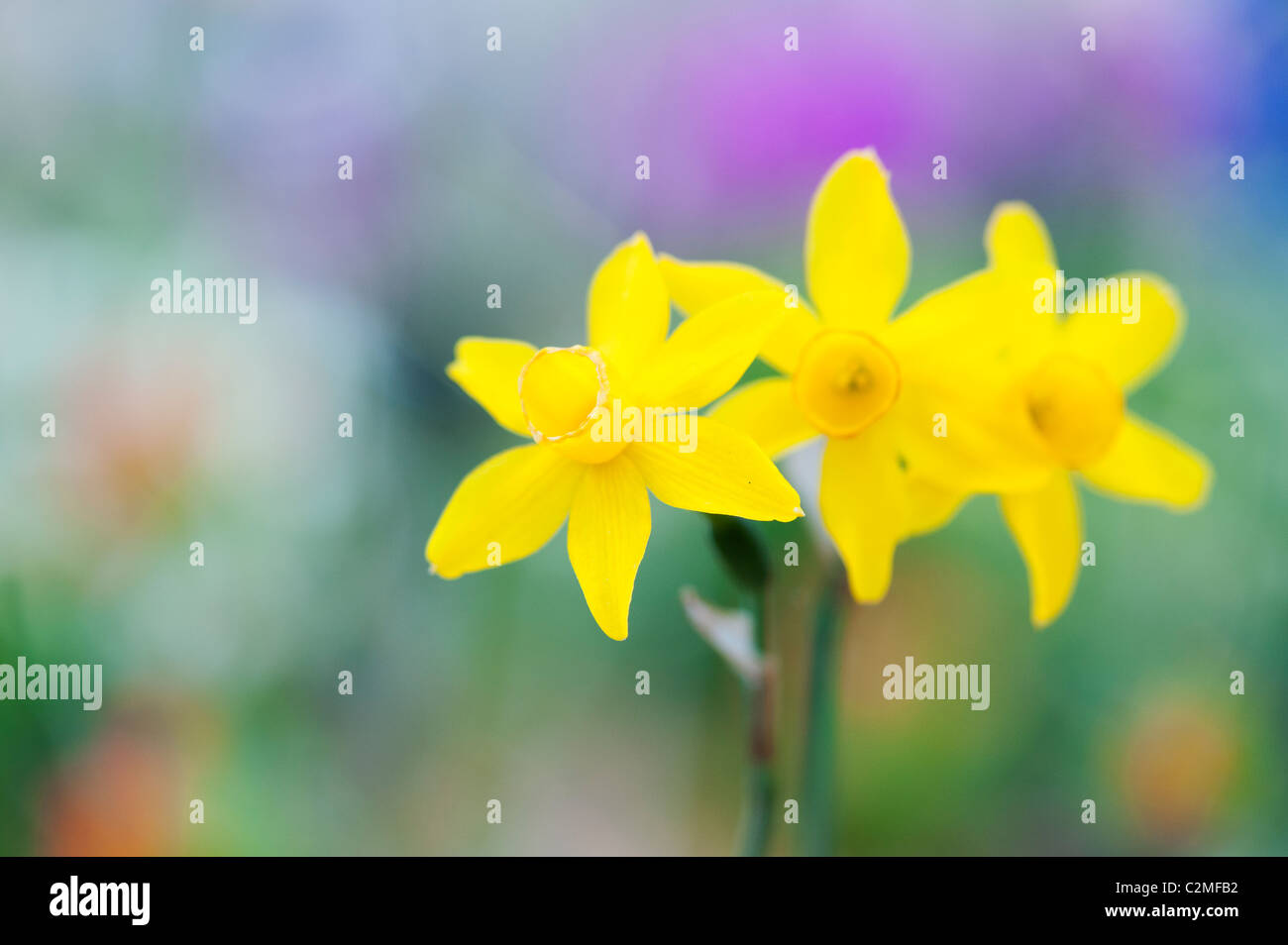 Narcissus assoanus. Miniature daffodil flowers. Abstract Stock Photo