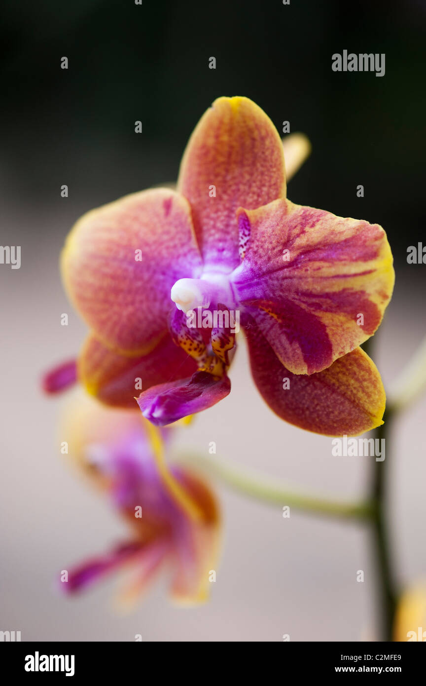 Phalaenopsis magical gx flower. Moth orchids Stock Photo