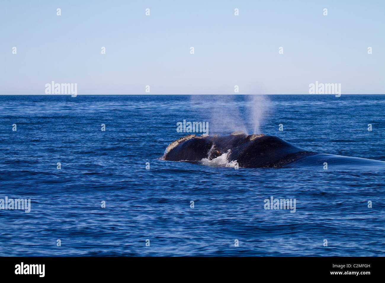 The distinctive v-shaped blow of a Southern Right Whale, Golfo Nuevo, Argentina Stock Photo