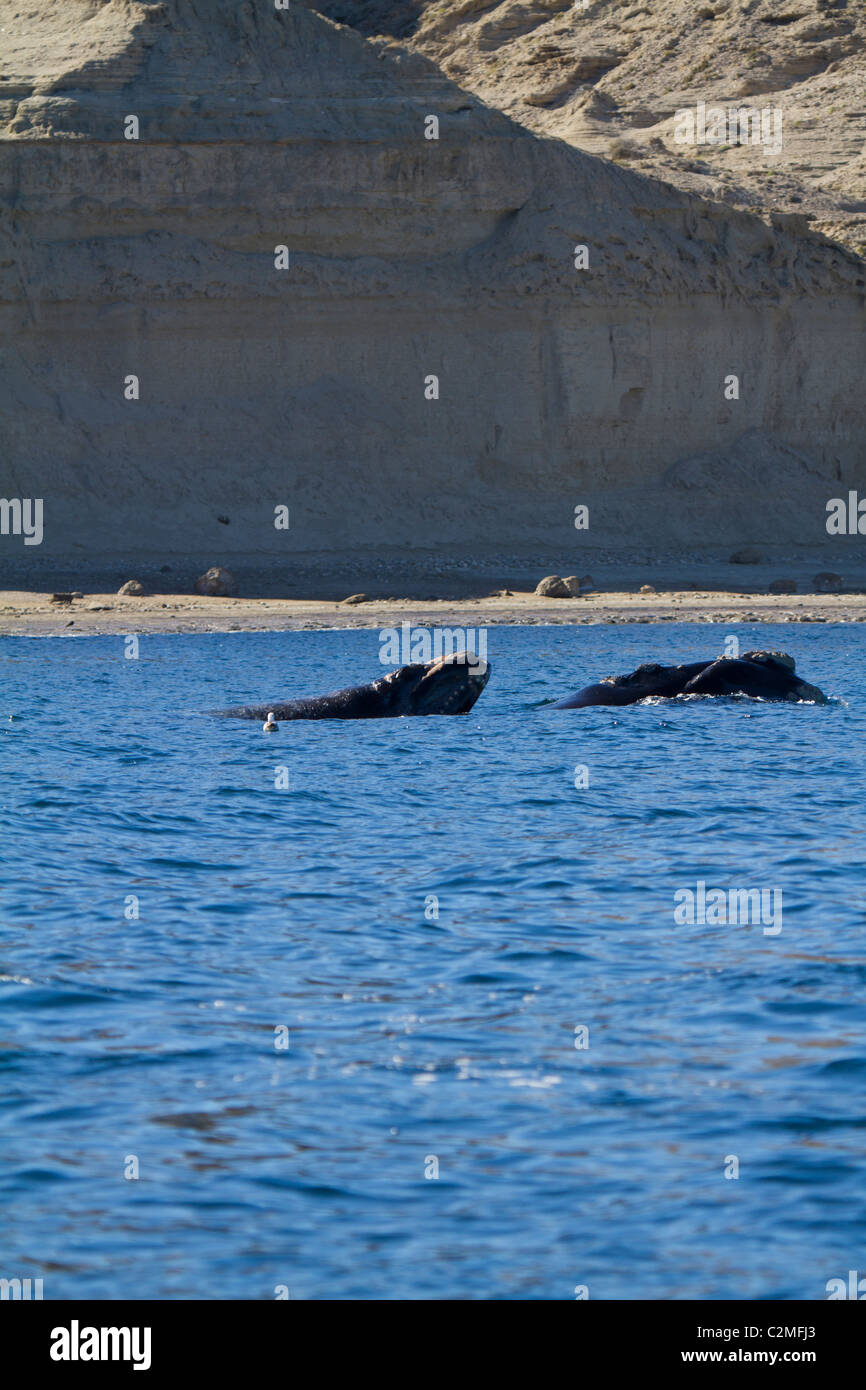 Southern right whale calf hi-res stock photography and images - Alamy
